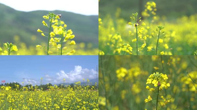 蜜蜂吃油菜花