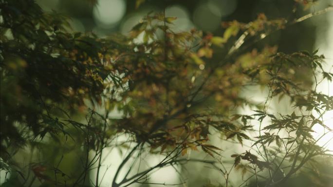 树林光影 植物 光影 黄昏 阳光 丁达尔