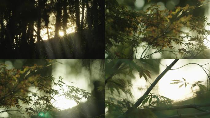 树林光影 植物 光影 黄昏 阳光 丁达尔
