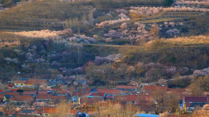 春天开满樱桃花的山沟山谷