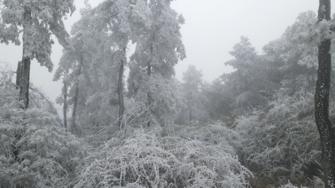 4k雪松航拍