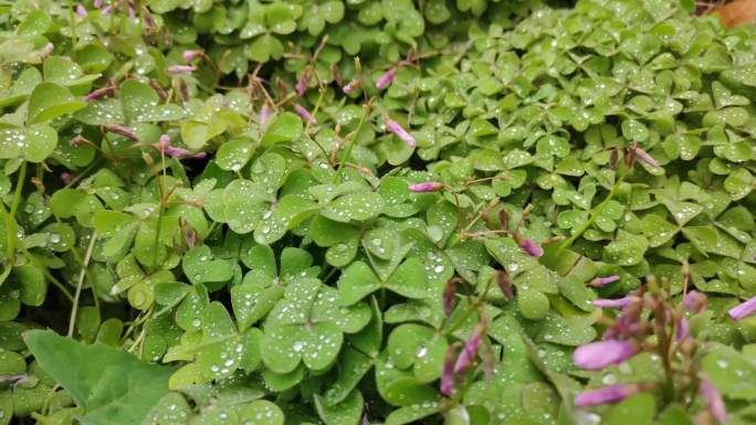 雨后的三叶草