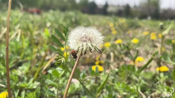 春天 踏青 野花 小花 蒲公英 黄花地丁