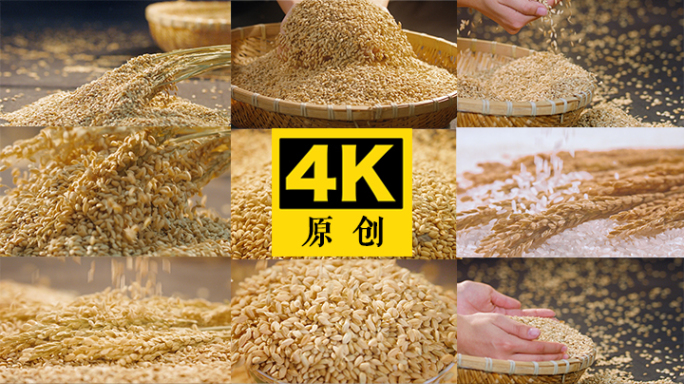 水稻 大米 4K 电影机拍摄