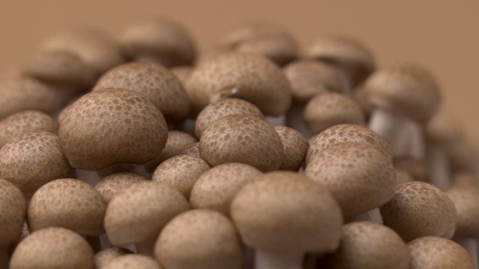 褐石磨蘑菇小褐菇实拍视频特写镜头