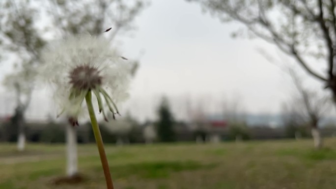 春天 踏青 野花 小花 蒲公英 黄花地丁