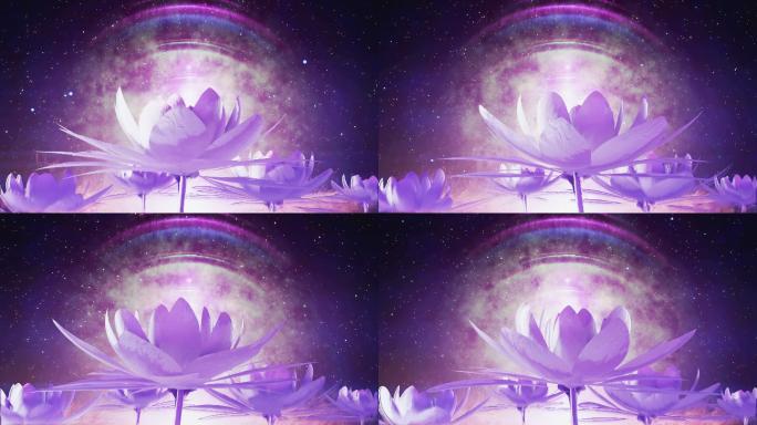 莲花背景荷花紫色场景舞台花朵花瓣