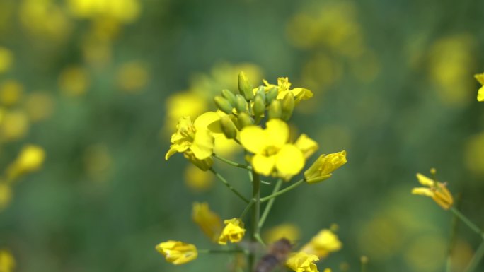 蜜蜂吃油菜花蜜