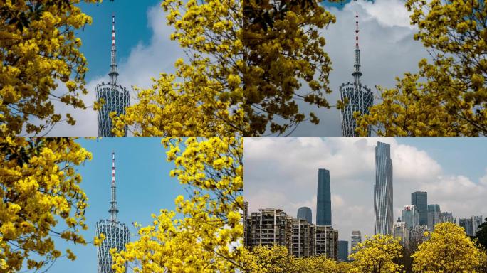 广州塔下盛放的黄花风铃木
