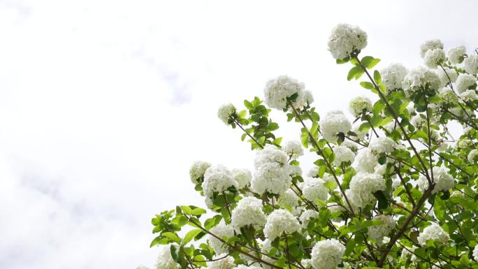 满树绣球荚蒾（八仙花、紫阳花）