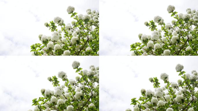 满树绣球荚蒾（八仙花、紫阳花）