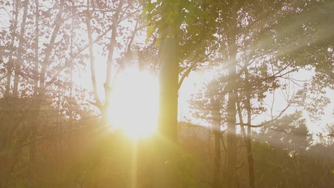 清晨森林逆光光影，金色光线，生态达尔丁光