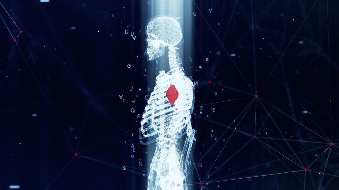 人体解剖学和心脏细节动画