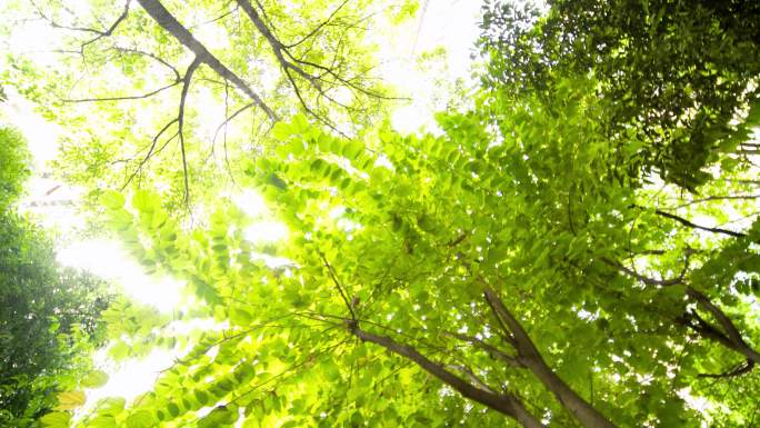 阳光照过树叶树林植物植被绿化仰拍树冠
