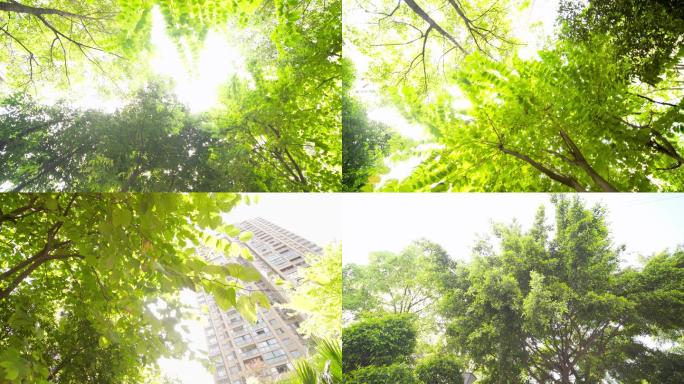 阳光照过树叶树林植物植被绿化仰拍树冠