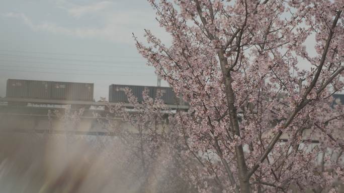 火车与樱花