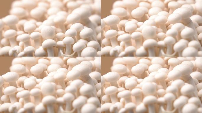 白色蘑菇白玉菇绿色食材电商