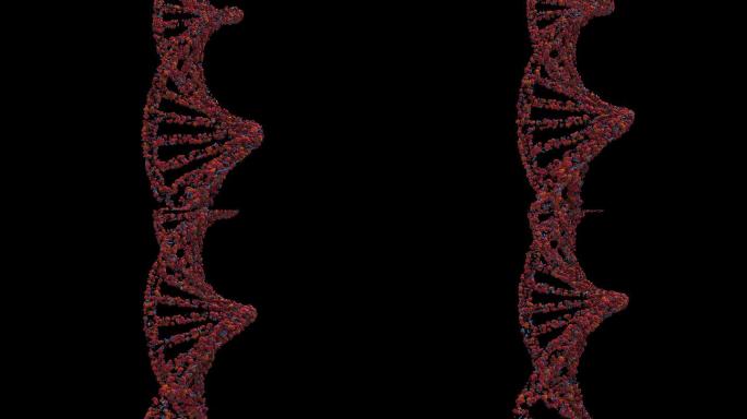 断裂的DNA结构α动画