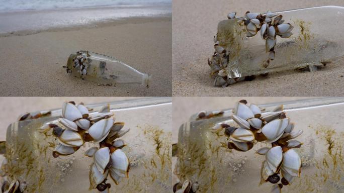 海滩藤壶