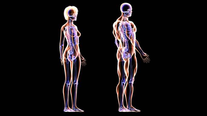 健身夫妇的骨骼和肌肉系统动画