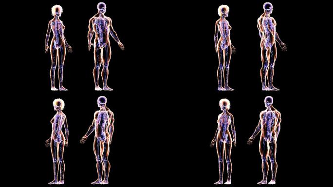 健身夫妇的骨骼和肌肉系统动画