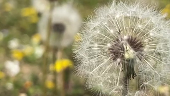 春天 踏青 野花 小花 蒲公英 黄花地丁