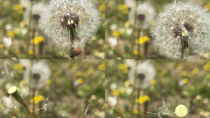 春天 踏青 野花 小花 蒲公英 黄花地丁