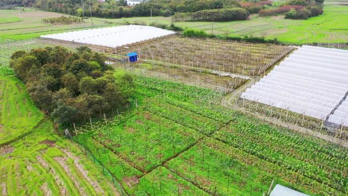 航拍乡村种植合作社水果园合集