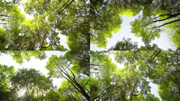 仰拍树冠树叶森林阳光照过树叶树林