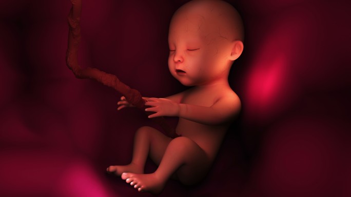 子宫里的胎儿动画3D简约