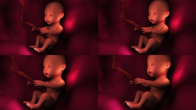 子宫里的胎儿动画3D简约