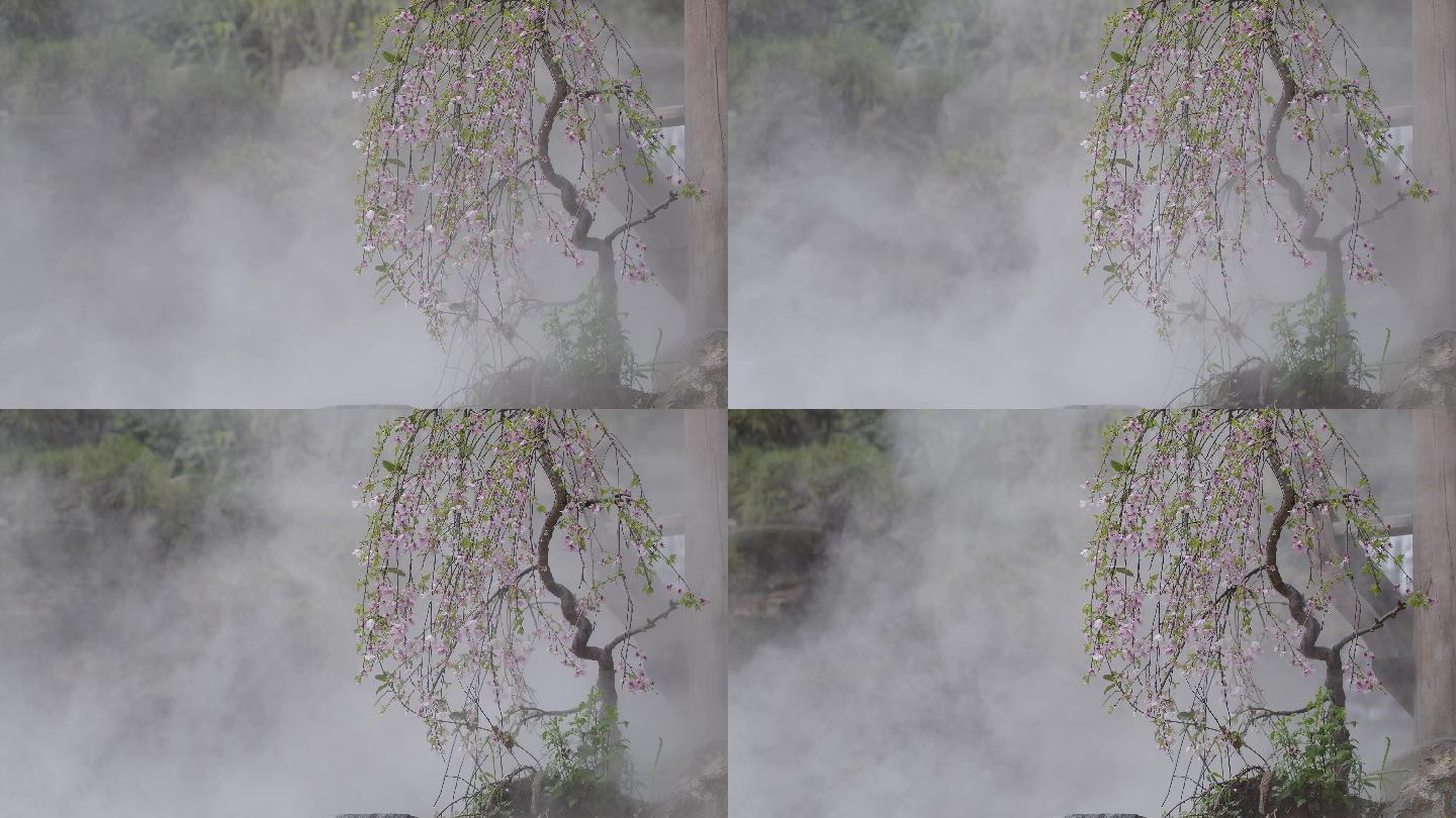6K雾中粉红桃花与瀑布