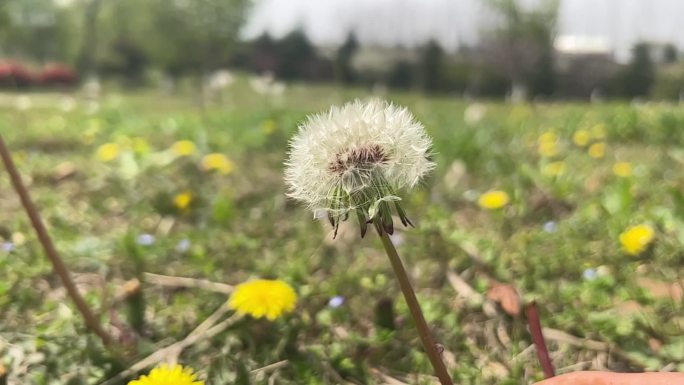 春天 踏青 野花 小花 蒲公英 黄花地丁