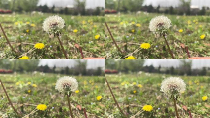 春天 踏青 野花 小花 蒲公英 黄花地丁