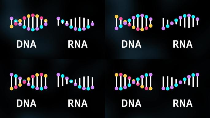 RNA和DNA链分子3D模型动画