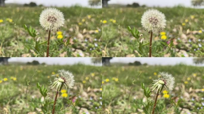 春天 踏青 野花 小花 蒲公英 黄花地丁