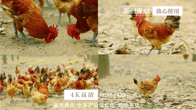 农村散养鸡 健康鸡肉