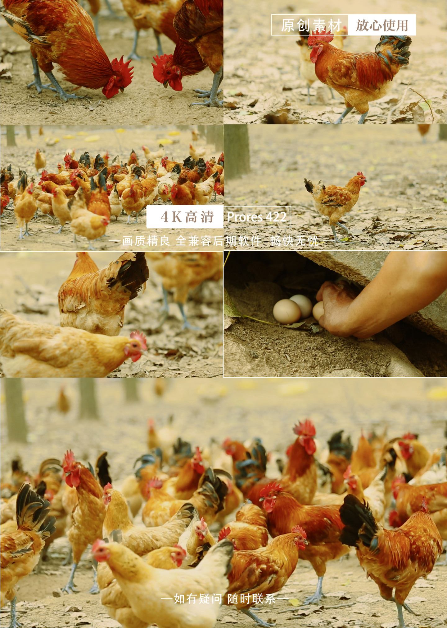 农村散养鸡 健康鸡肉