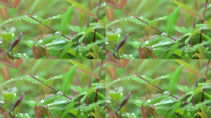 植物上雨水