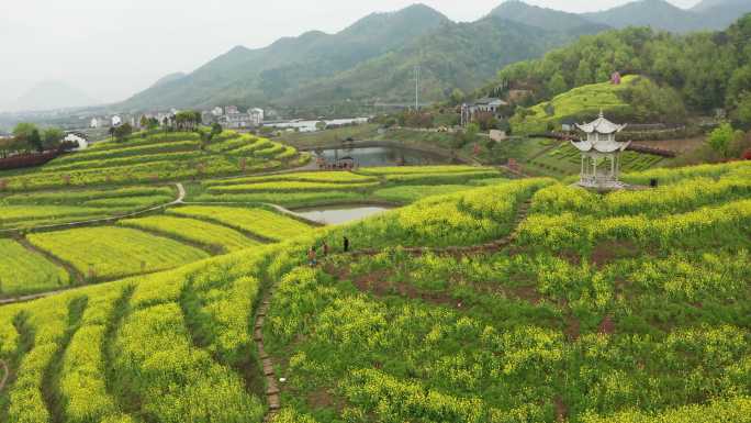 东阳湖溪象田油菜花海风光4K航拍