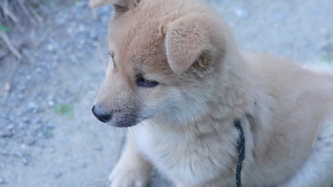 农村小黄狗土狗+已调色