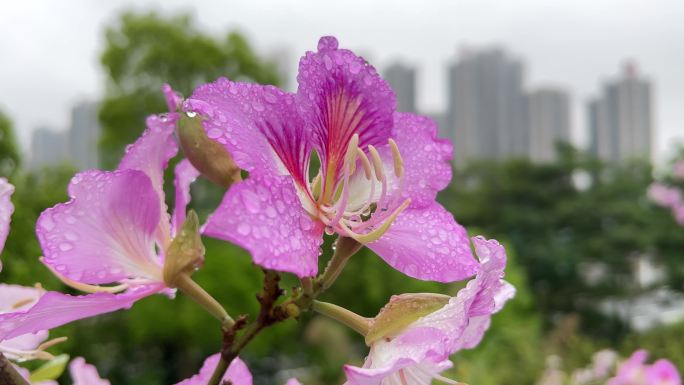 带雨滴的红花羊蹄甲特写拍摄