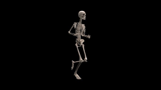人类骨骼3D动画