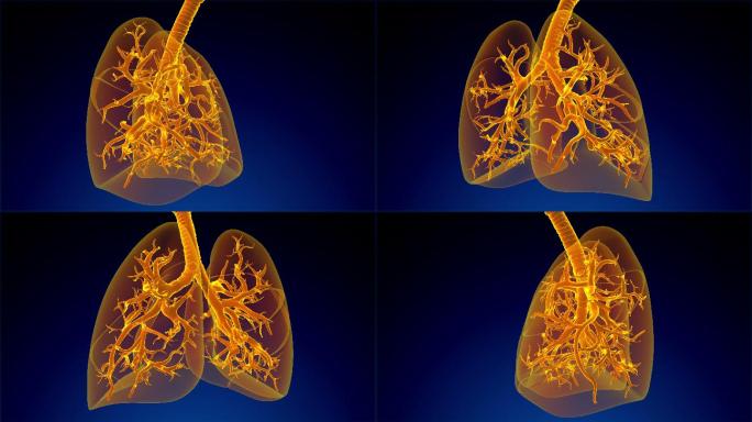 人肺呼吸系统特效视频
