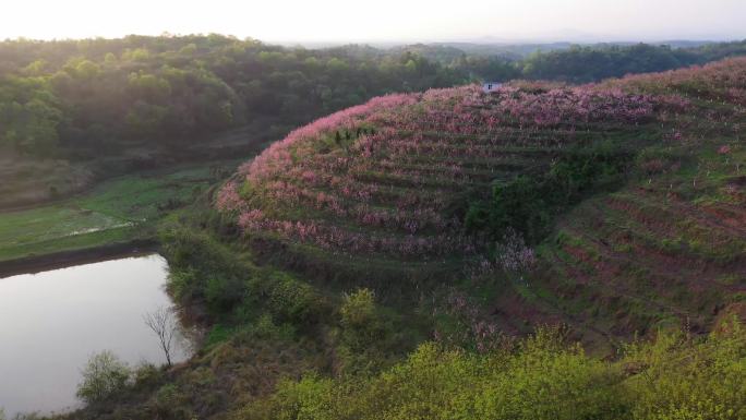 原创桃花桃林风景