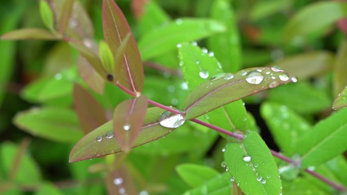 草叶上的露水