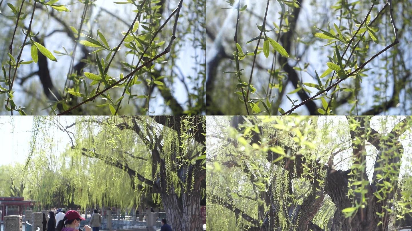 春天枊树发新芽