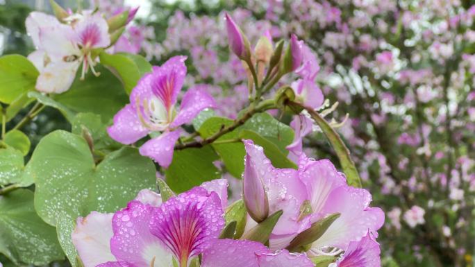 春雨春暖花开红花羊蹄甲特写拍摄