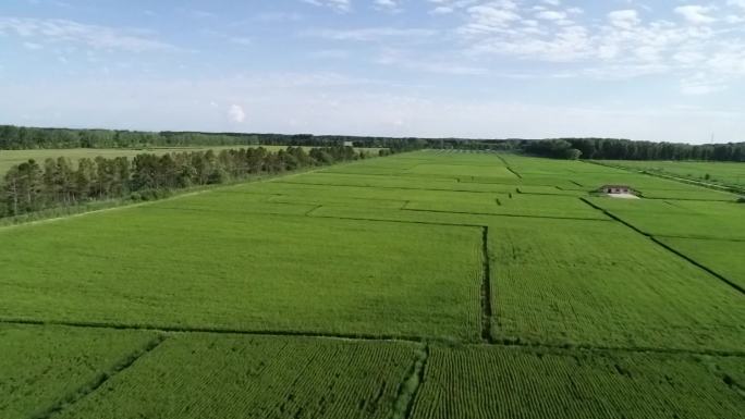 水稻田和未播种的土地