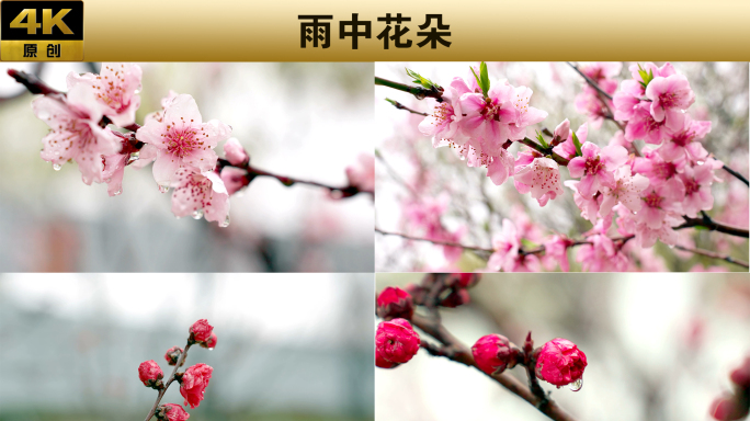 春雨、雨中花朵 、雨中桃花